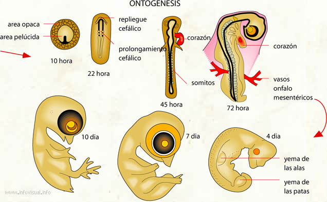 Ontogenesis (Diccionario visual)